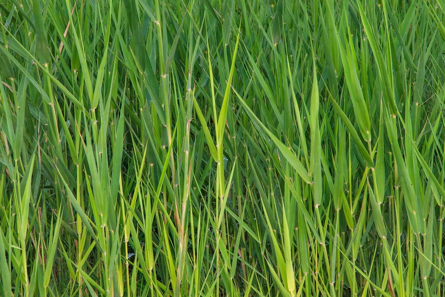 Тростник Южный phragmites Australis