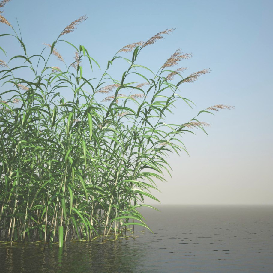 Камыш Астрахань