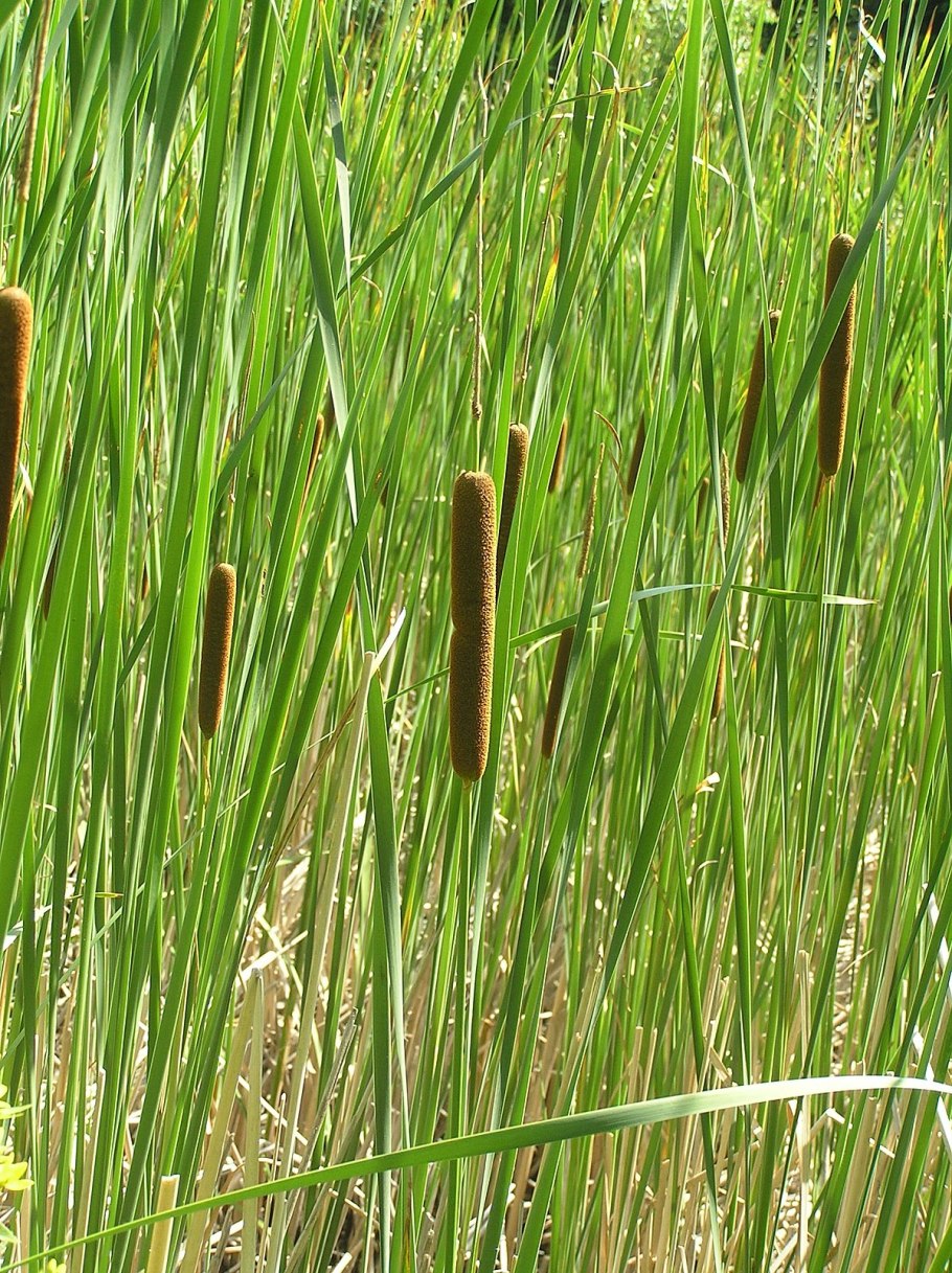 Рогоз широколистный (Typha latifolia)