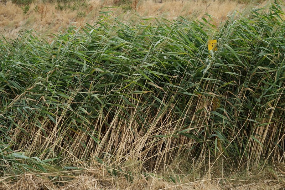 Тростник phragmites Australis