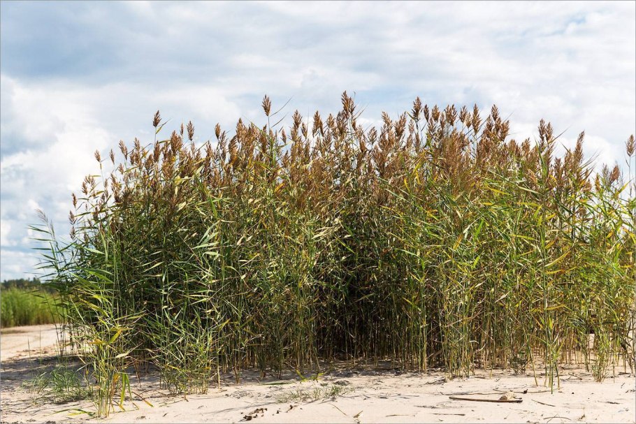Тростник Южный обыкновенный