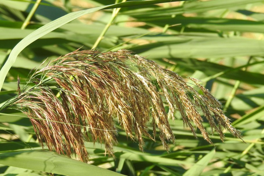 Тростник Южный phragmites Australis
