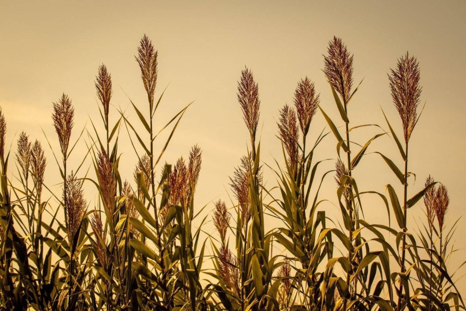 Камыш рогоз Осока