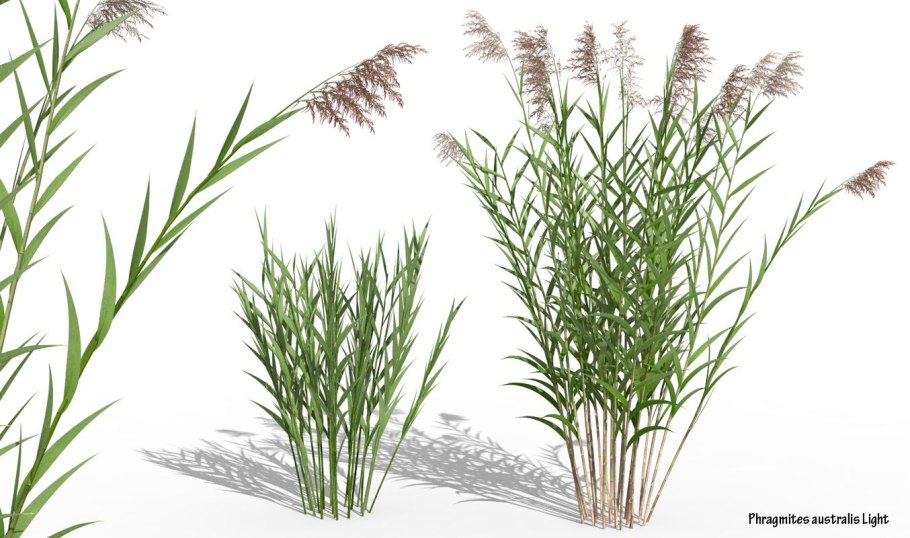 Тростник гидрофит