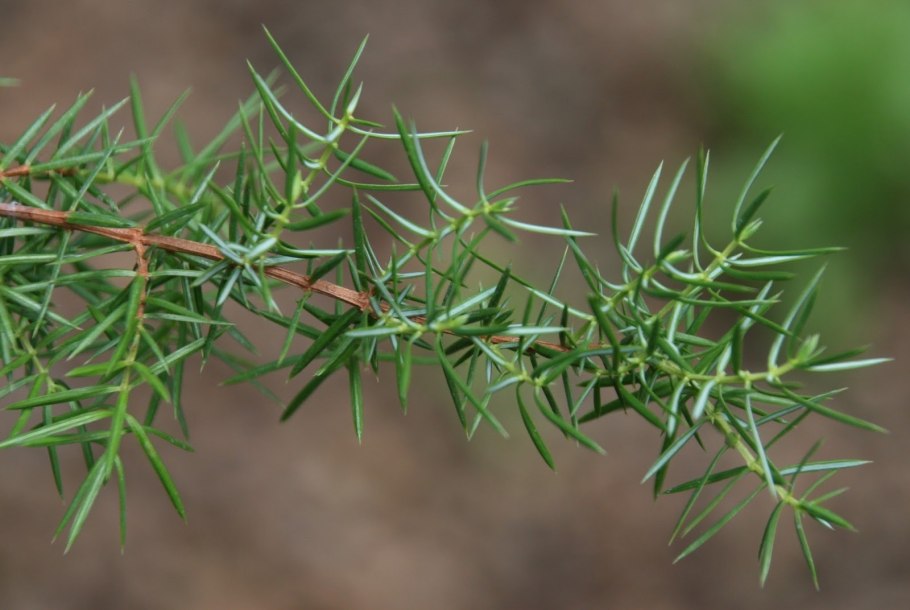 Можжевельник обыкновенный хвоя