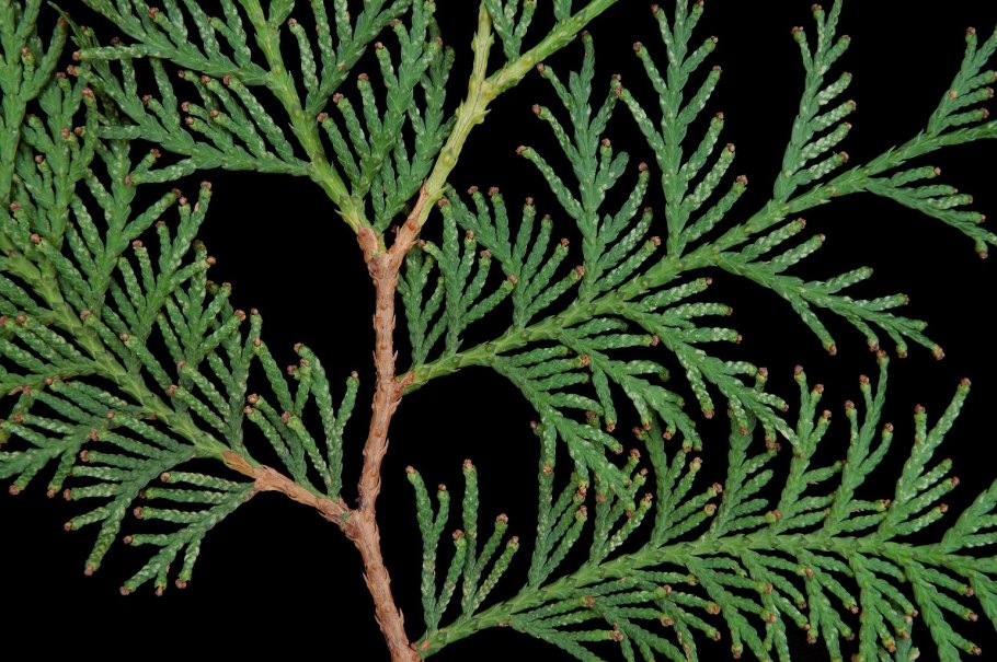 Можжевельник виргинский Глаука