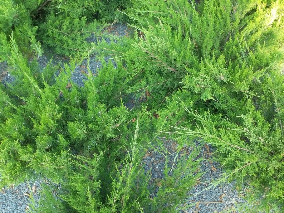 Можжевельник с шишечками