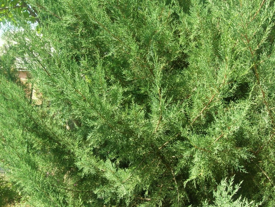 Игольчатые листья