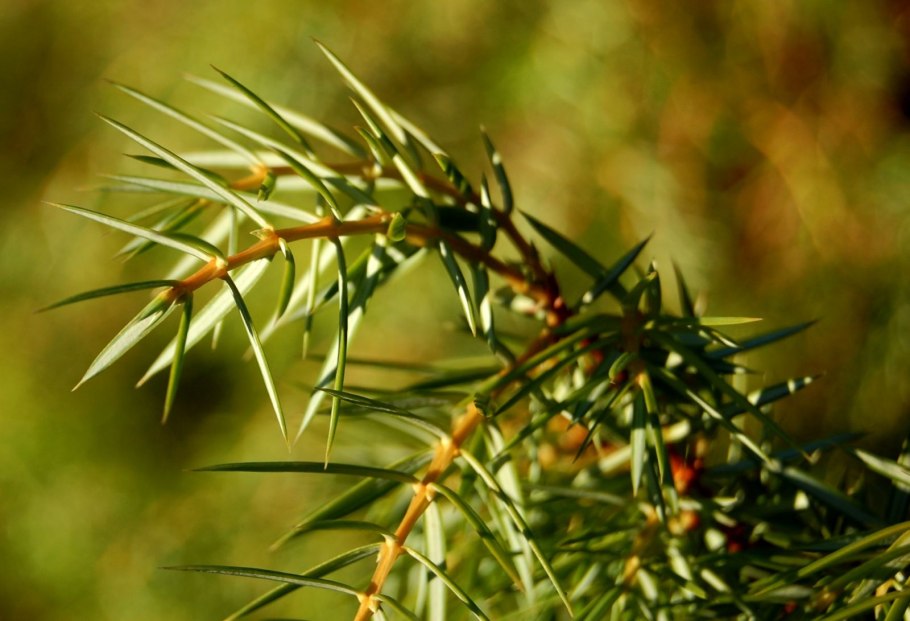 Можжевельник обыкновенный Шишкоягоды
