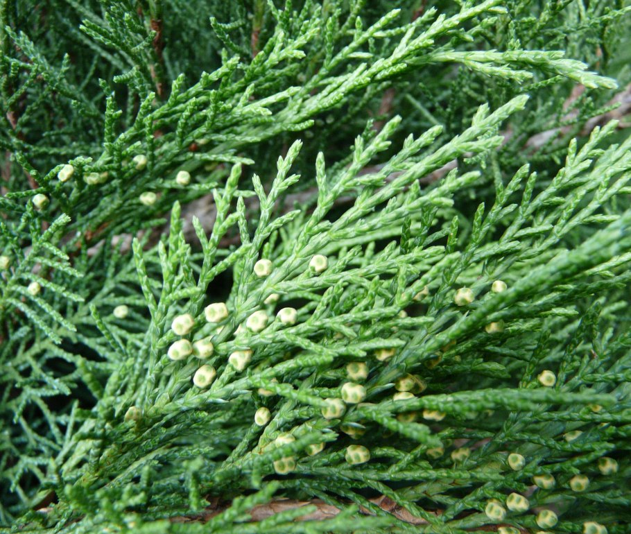 Можжевельник казацкий ветка
