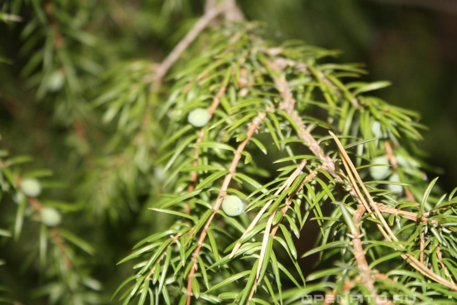 Кипарис Cupressus ветка