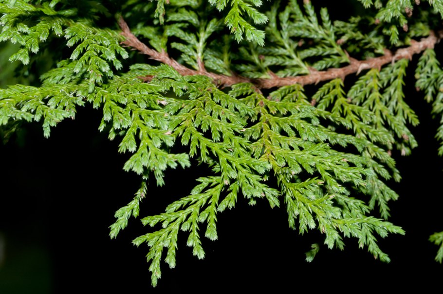 Туя Западная хвоинки
