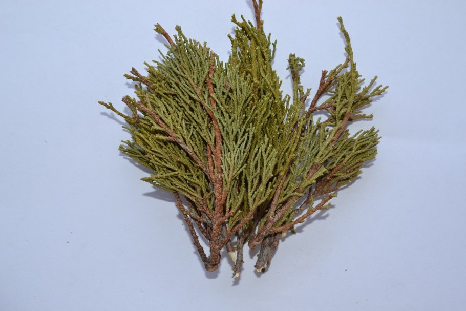 Можжевельник occidentalis