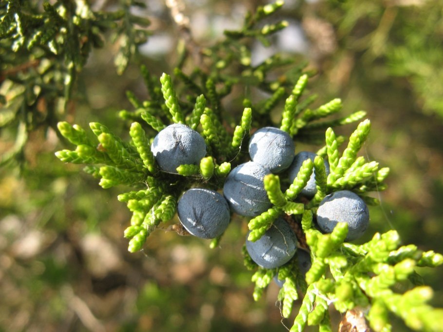 Шишкоягода кипариса