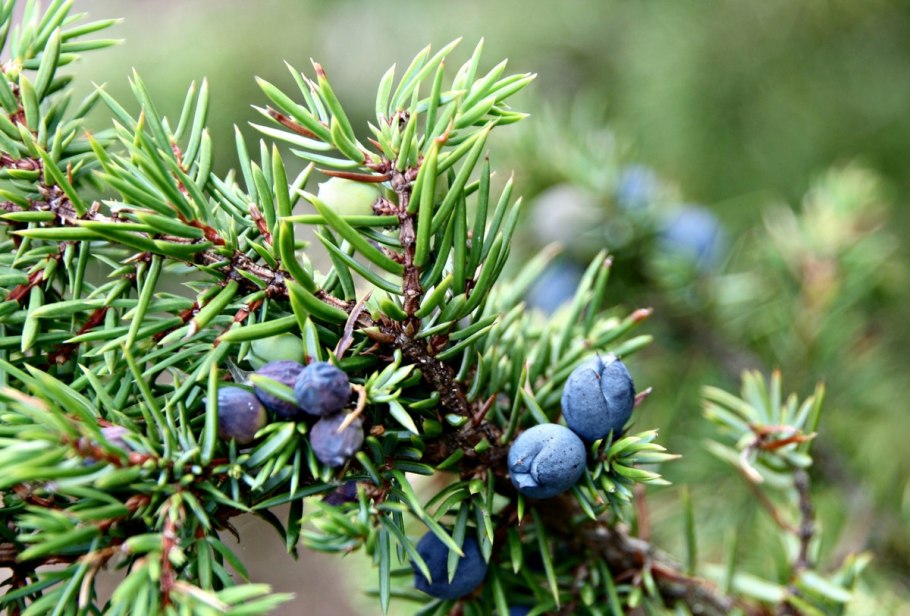 Туя можжевельник пихта ветки