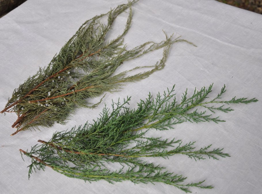 Можжевельник казацкий цветет