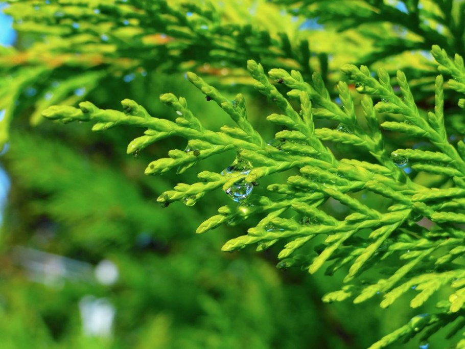 Туя Западная хвоинки