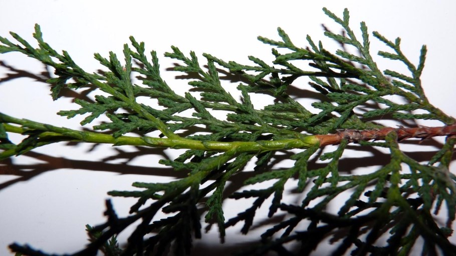 Можжевельник казацкий ягоды