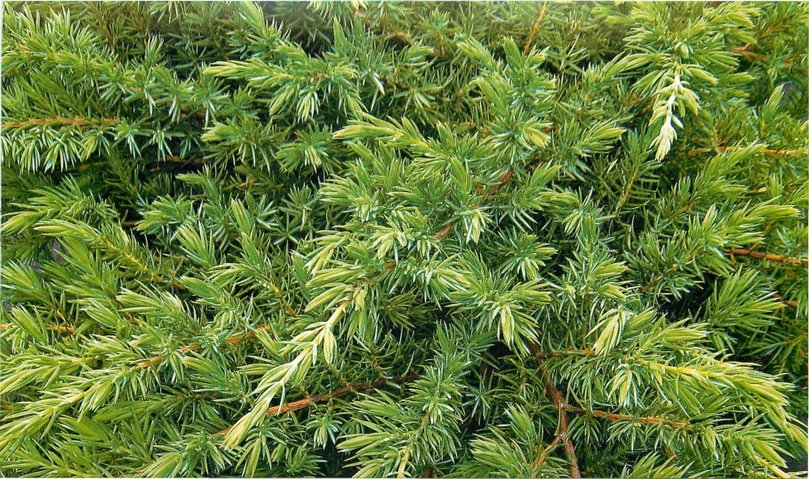 Можжевельник казацкий веточка