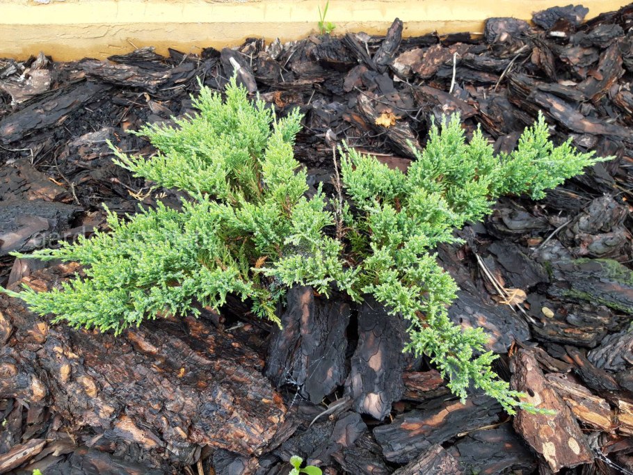 Можжевельник обыкновенный листья хвоинки