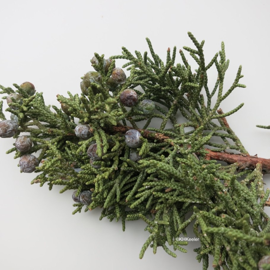 Туя Западная хвоинки