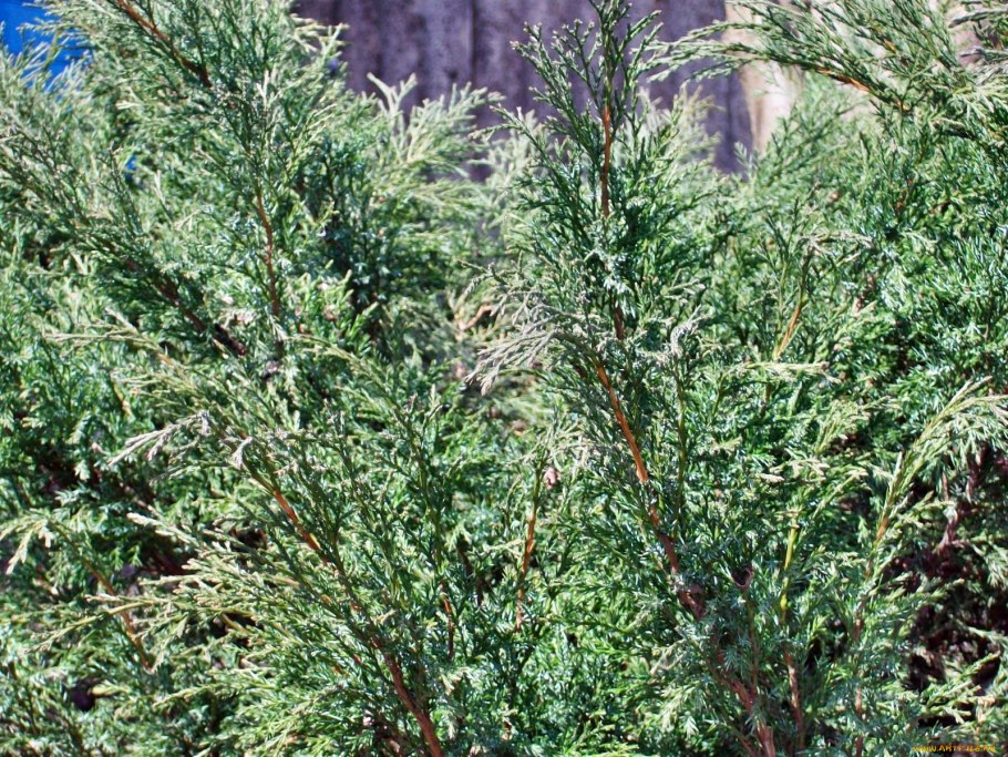 Туя Западная хвоинки
