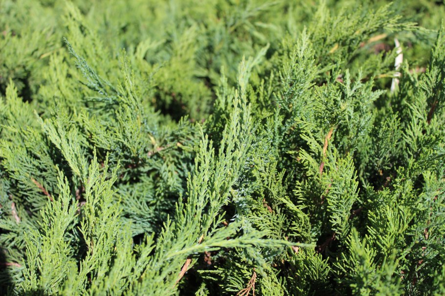 Кипарис вечнозеленый (Cupressus sempervirens)