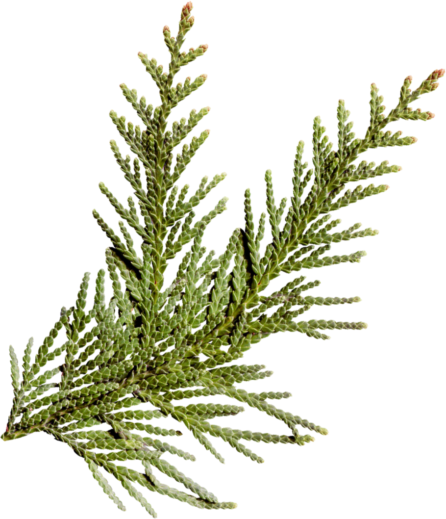 Кедр Juniperus virginiana