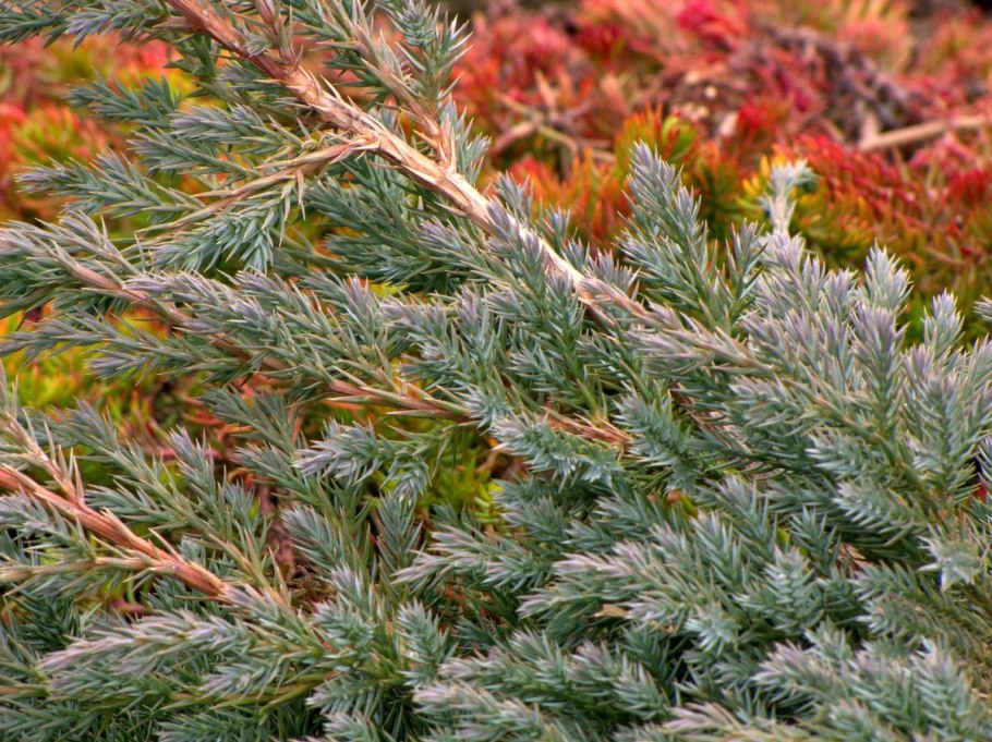 Можжевельник лист