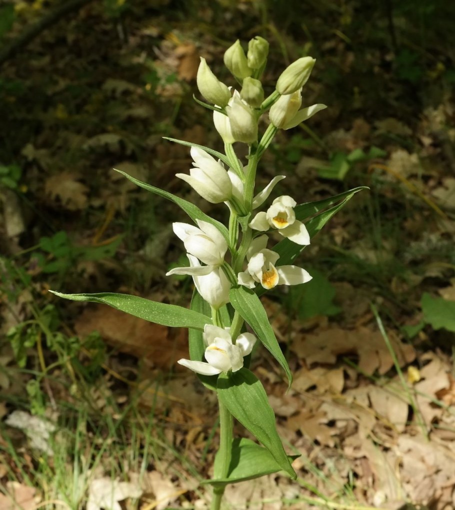 Cephalanthera longifolia