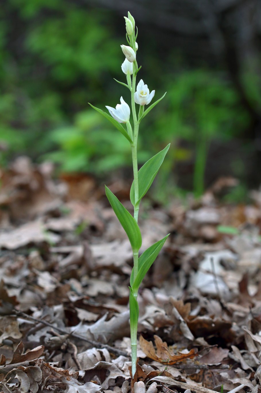 Cephalanthera damasonium