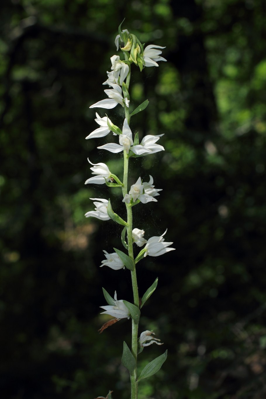 Пыльцеголовник красный (Cephalanthera rubra)