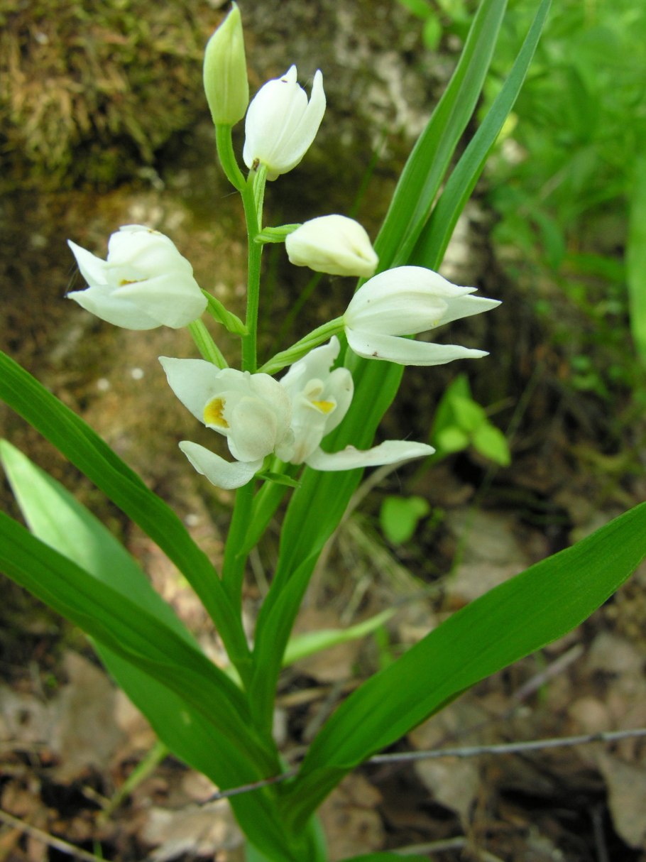 Cephalanthera damasonium