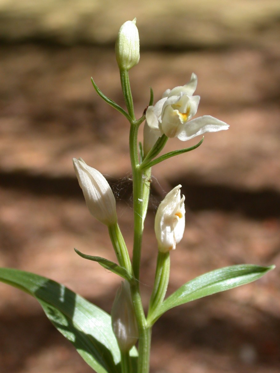 Thelymitra longifolia