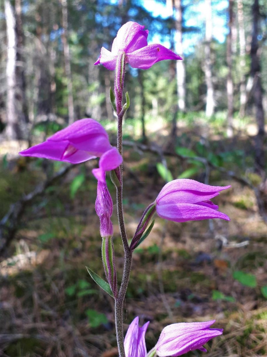 Дремлик темно-красный (Epipactis atrorubens)