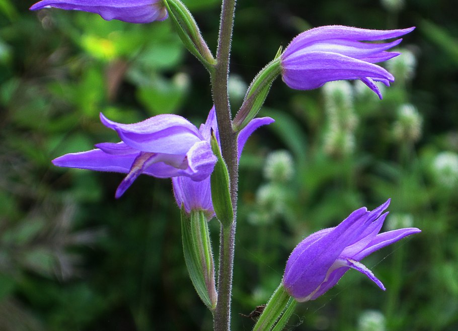Cephalanthera damasonium