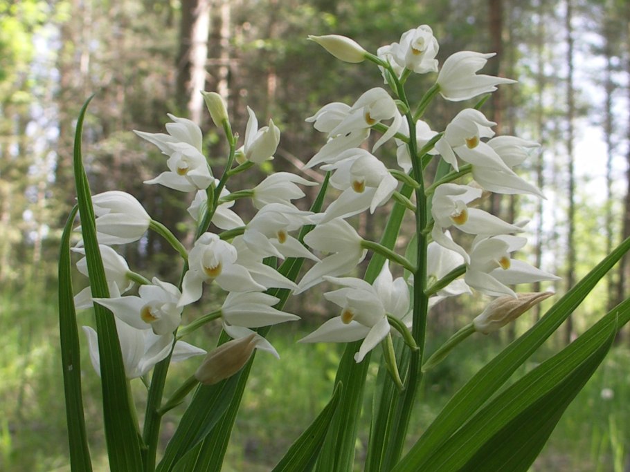 Снежная орхидеи (Cephalanthera austiniae)