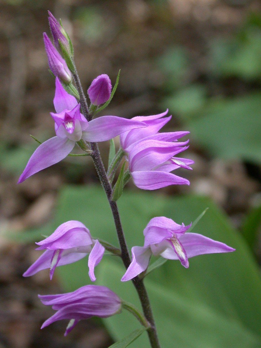 Пыльцеголовник крупноцветковый (Cephalanthera damasonium)