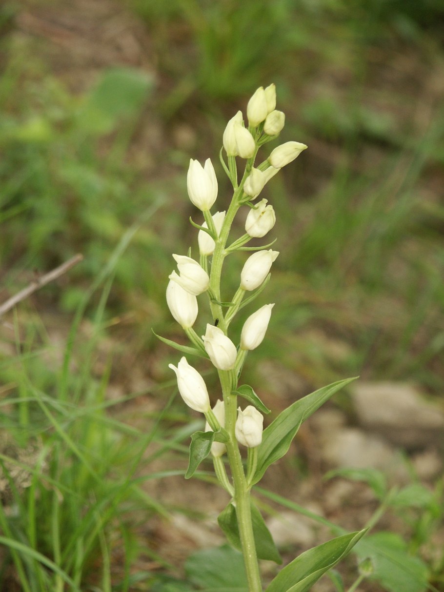 Cephalanthera longifolia