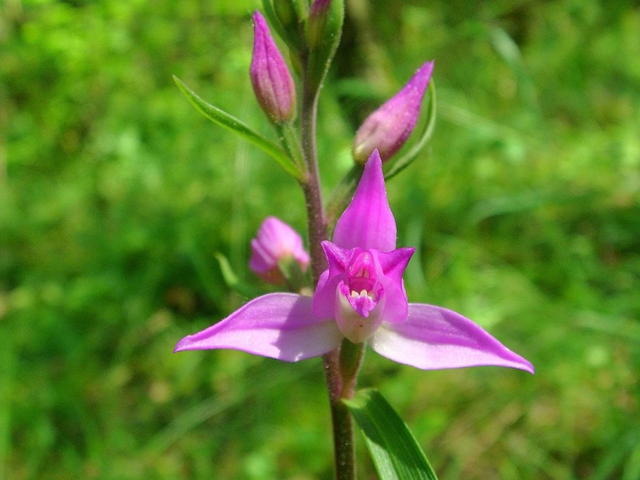 Пыльцеголовник красный (Cephalanthera rubra)