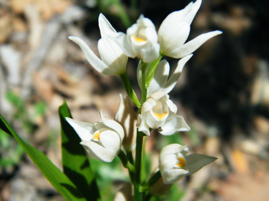 Cephalanthera longifolia