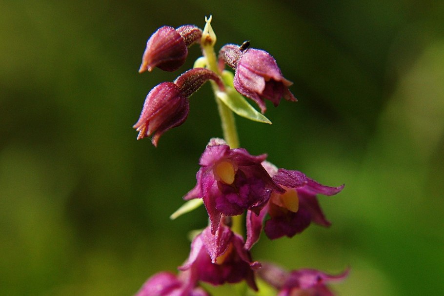 Пыльцеголовник красный - Cephalanthera rubra (l.) Rich.