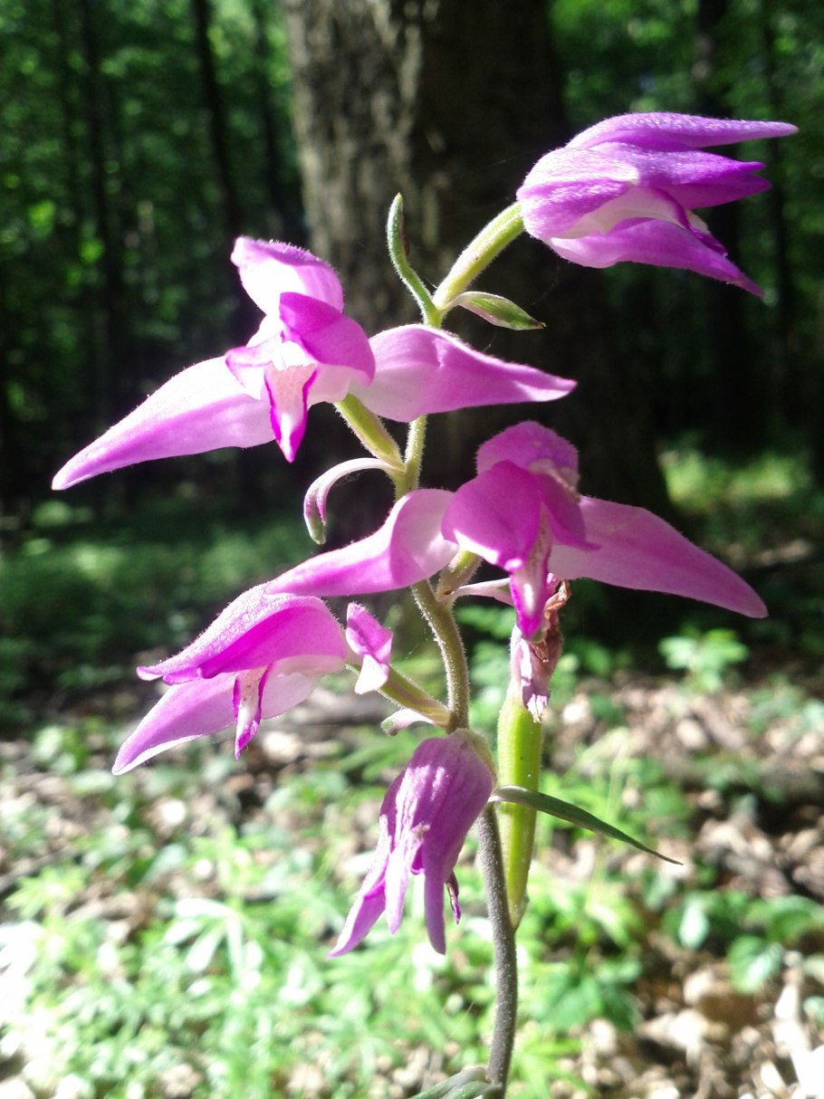 Снежная орхидеи (Cephalanthera austiniae)