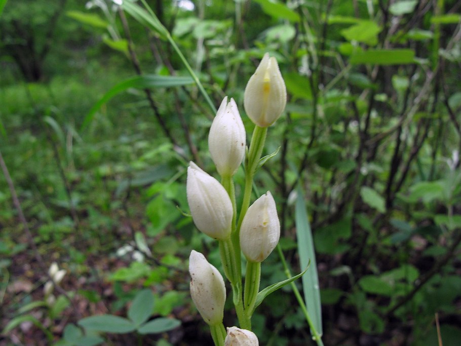 Cephalanthera damasonium