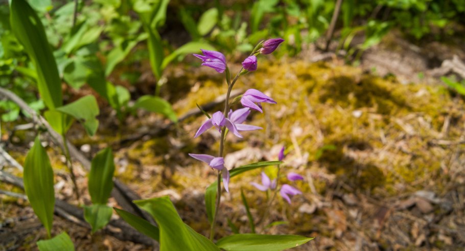 Cephalanthera damasonium