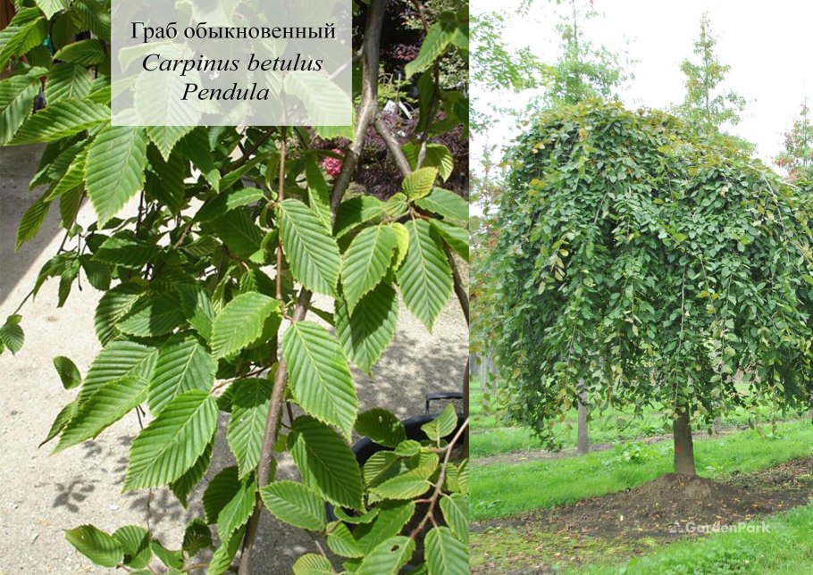 Граб обыкновенный Carpinus betulus