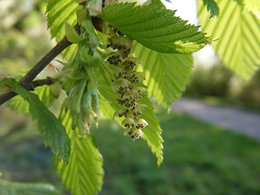 Граб обыкновенный Carpinus betulus