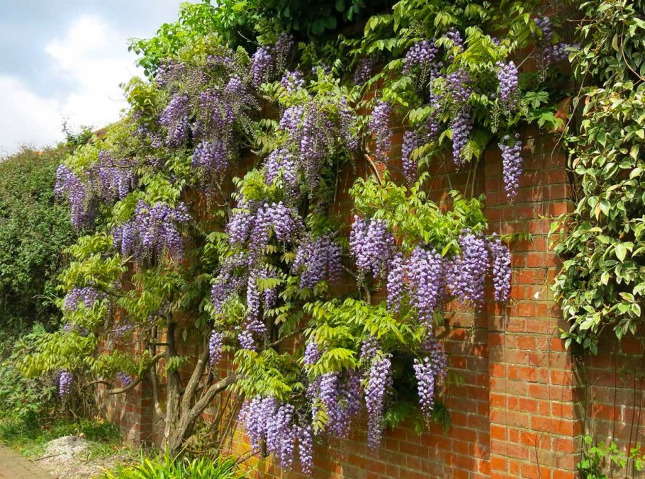 Цветущая Лиана Глициния