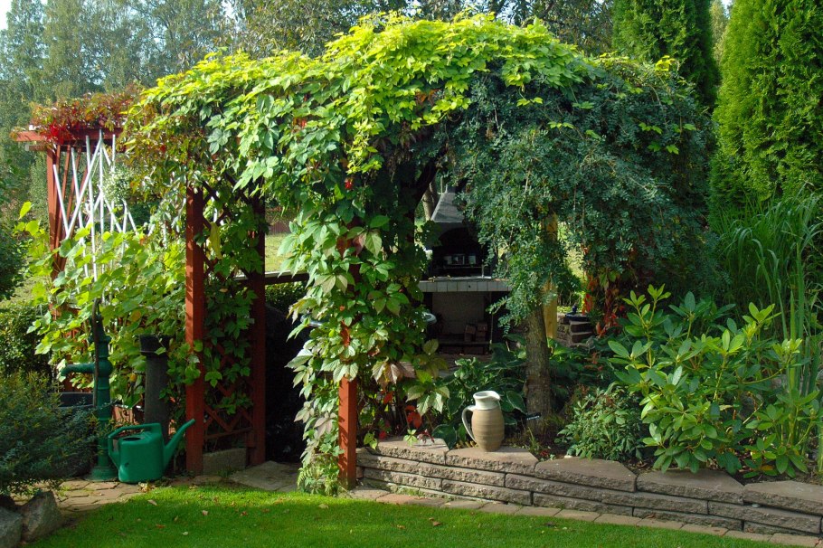 Ипомея краснолистная