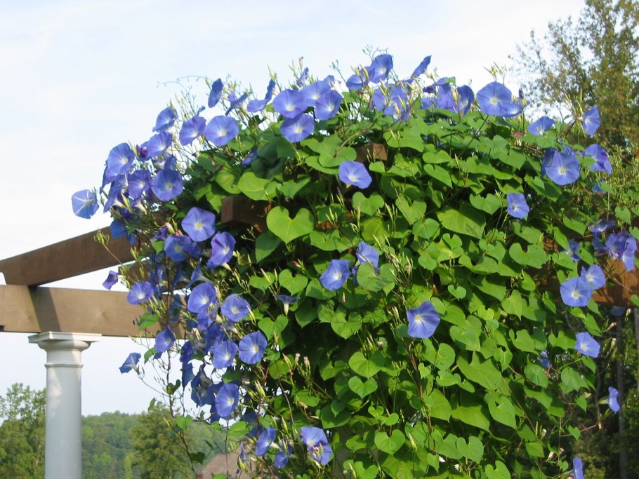 Клематис Живая изгородь